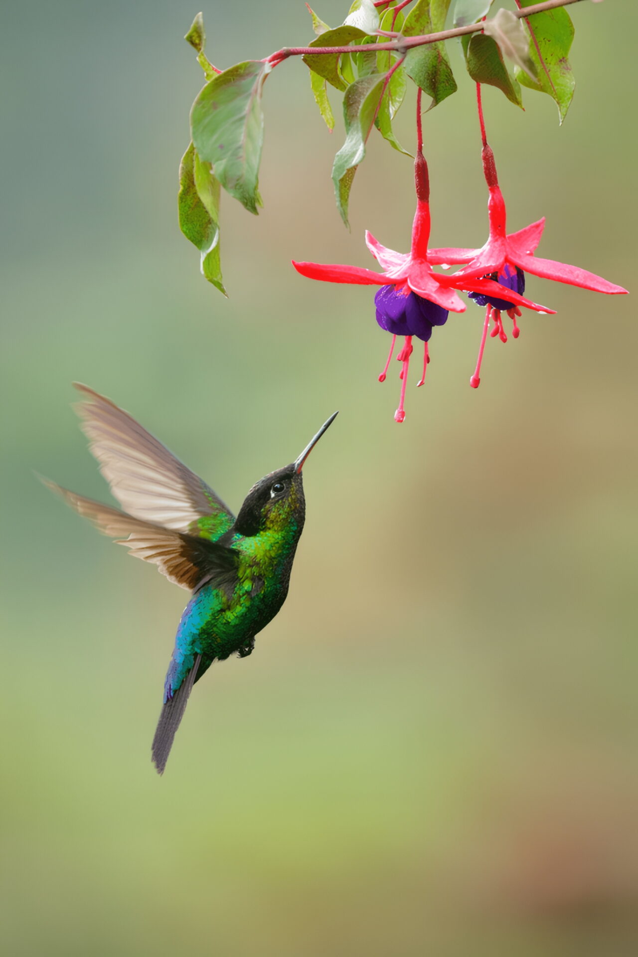 kolibri upscaled